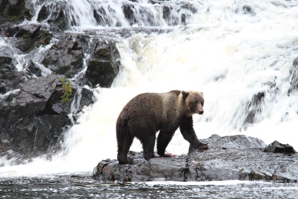 A bear in the water at the Pack Creek bear viewing area