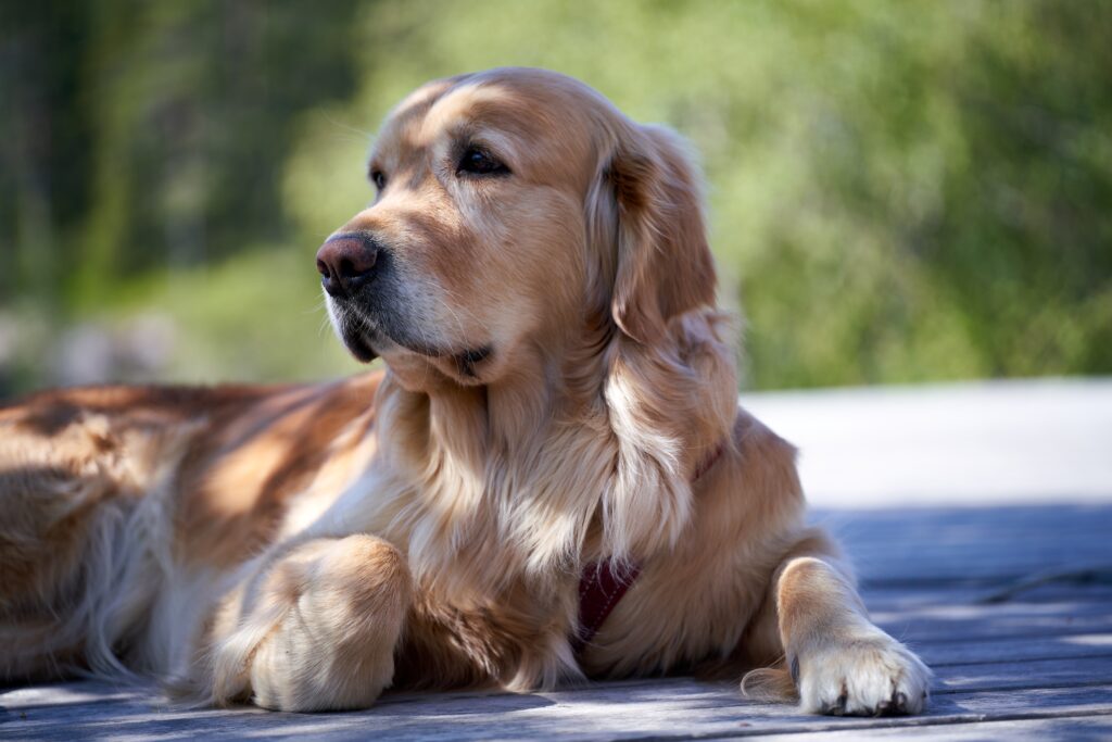 Golden Retriever relaxes on porch of cabins near Seattle.