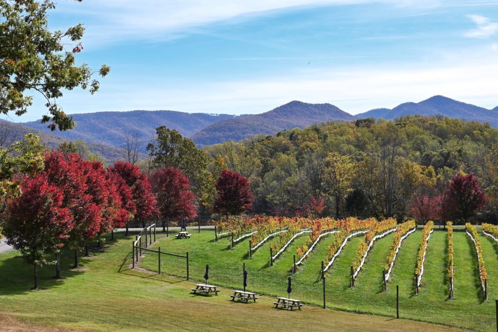 Vineyard vines framed by vibrant colored trees and the Blue Ridge Mountains, one of the things you will find during Virginia in the fall.