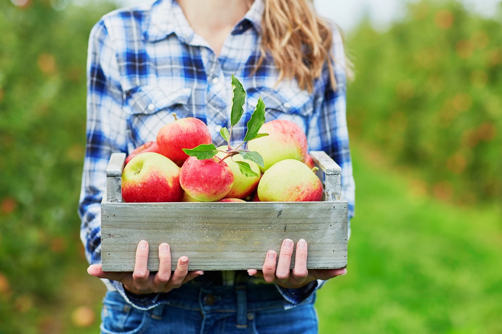 Women in blue checked flannel shirt holds box of apples from apple orchard in Stillwater MN