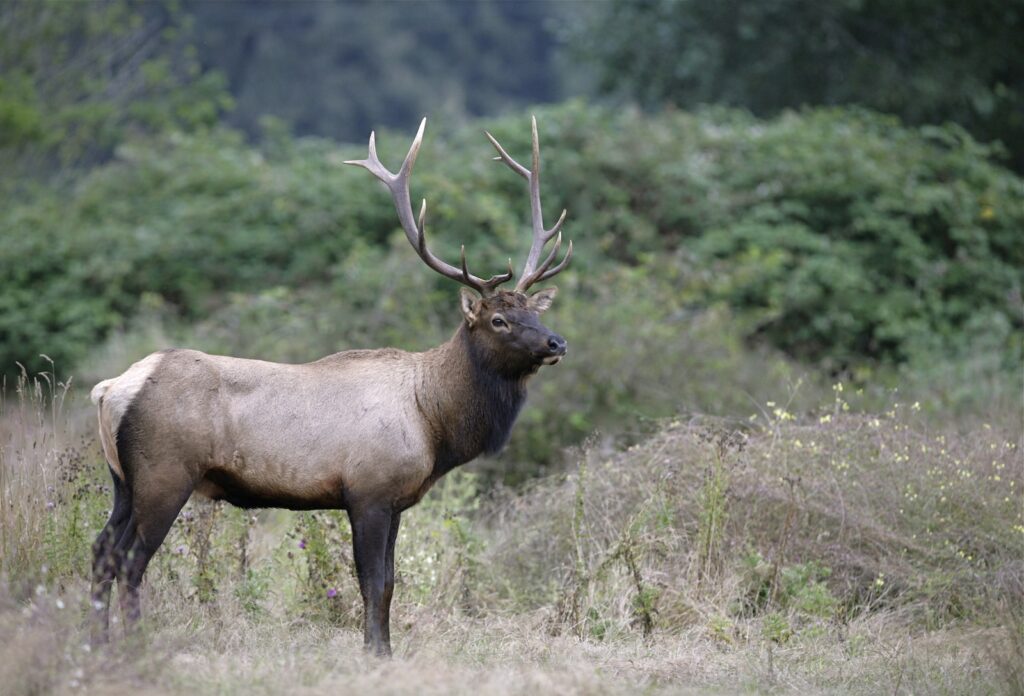 When wildlife viewing, one of the best things to do in Olympic National Park in the fall, you may see a Roosevelt Elk in a coastal rain forest like this.