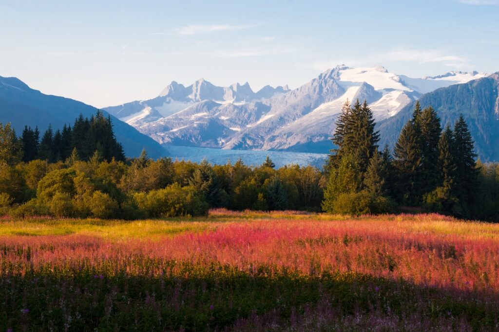 When looking for what to do in Juneau this Fall, you'll want to explore the beautiful fall foliage, this scene depicts the mountain framed by a golden meadow