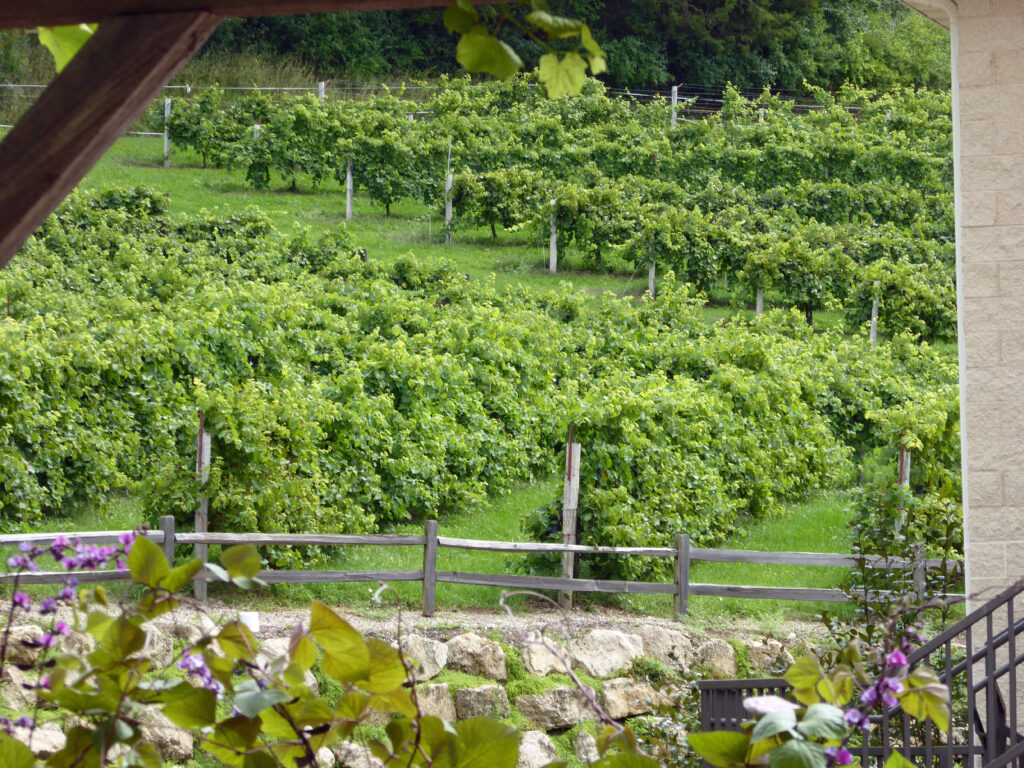 Wollersheim Winery vineyard during summer