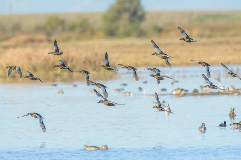 View of waterfowl birds flying above blue pond water during Maryland waterfowl season.
