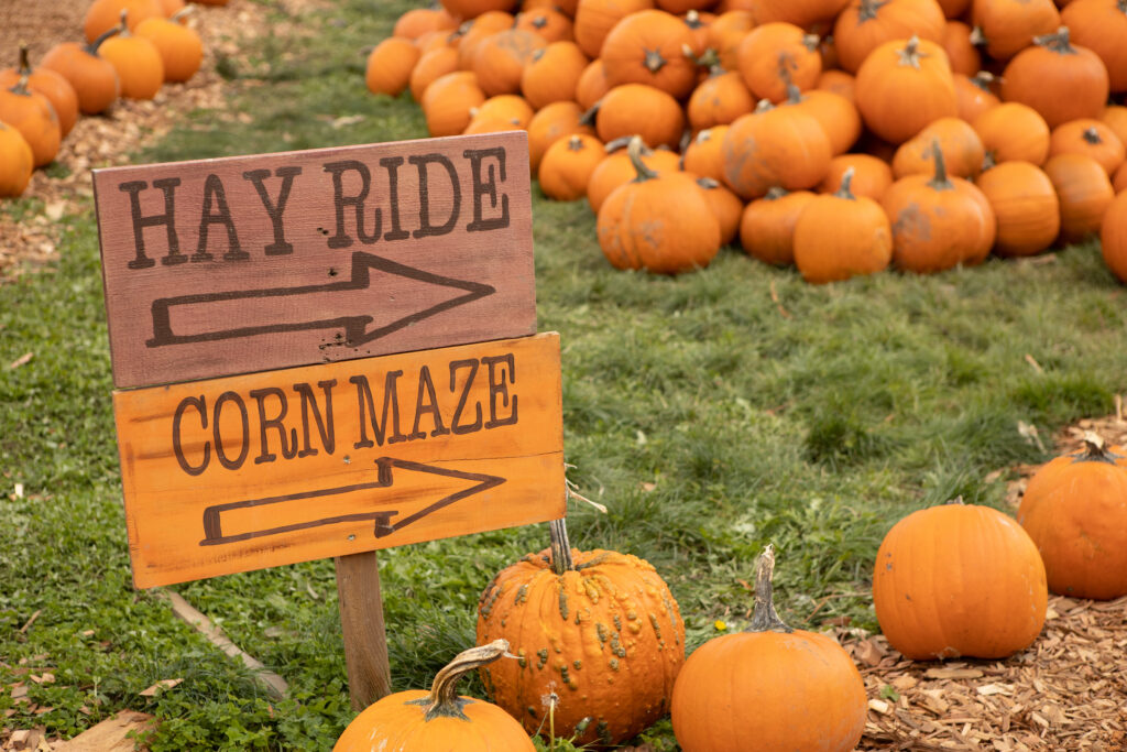 Hay Ride and Corn Maze directional signs among pumpkins. Cherry Crest Adventure Farm.