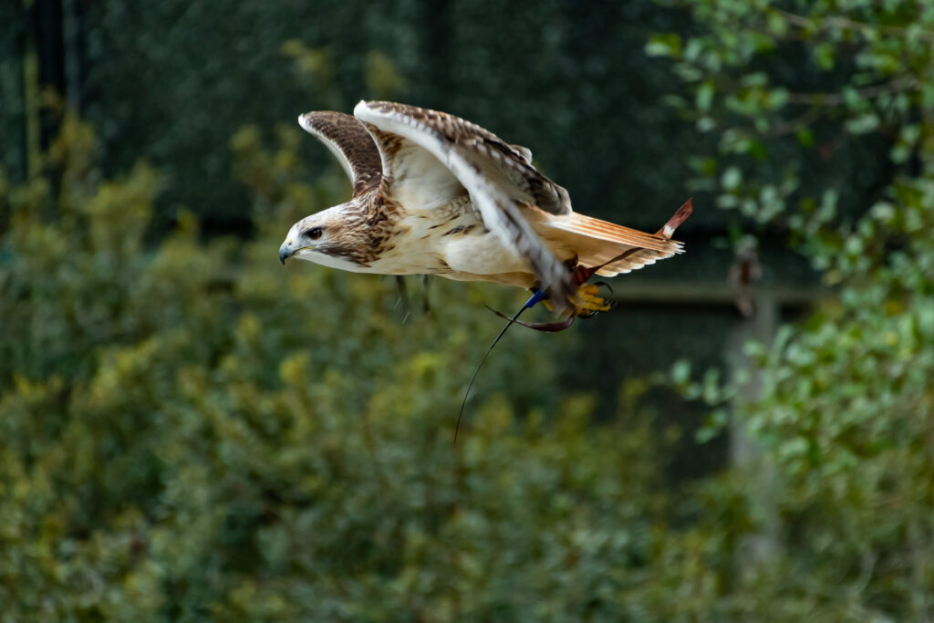 Red tailed hawk in flight during migration at Hawk Mountain Sanctuary