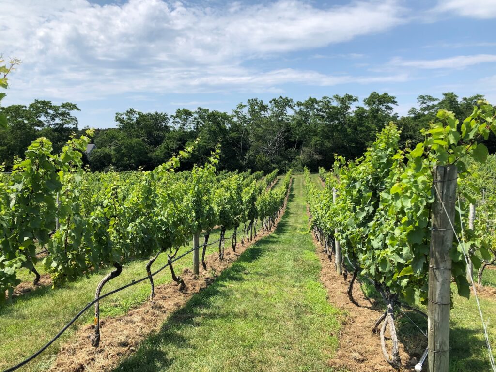 Grapevines at a vineyard with blue skies at the Cape Cod Winery in East Falmouth, MA.