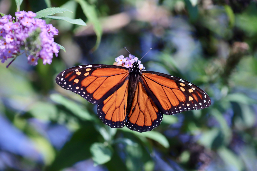 Monarch Butterfly on plant in Granbury Texas during Monarch Butterfly festival/