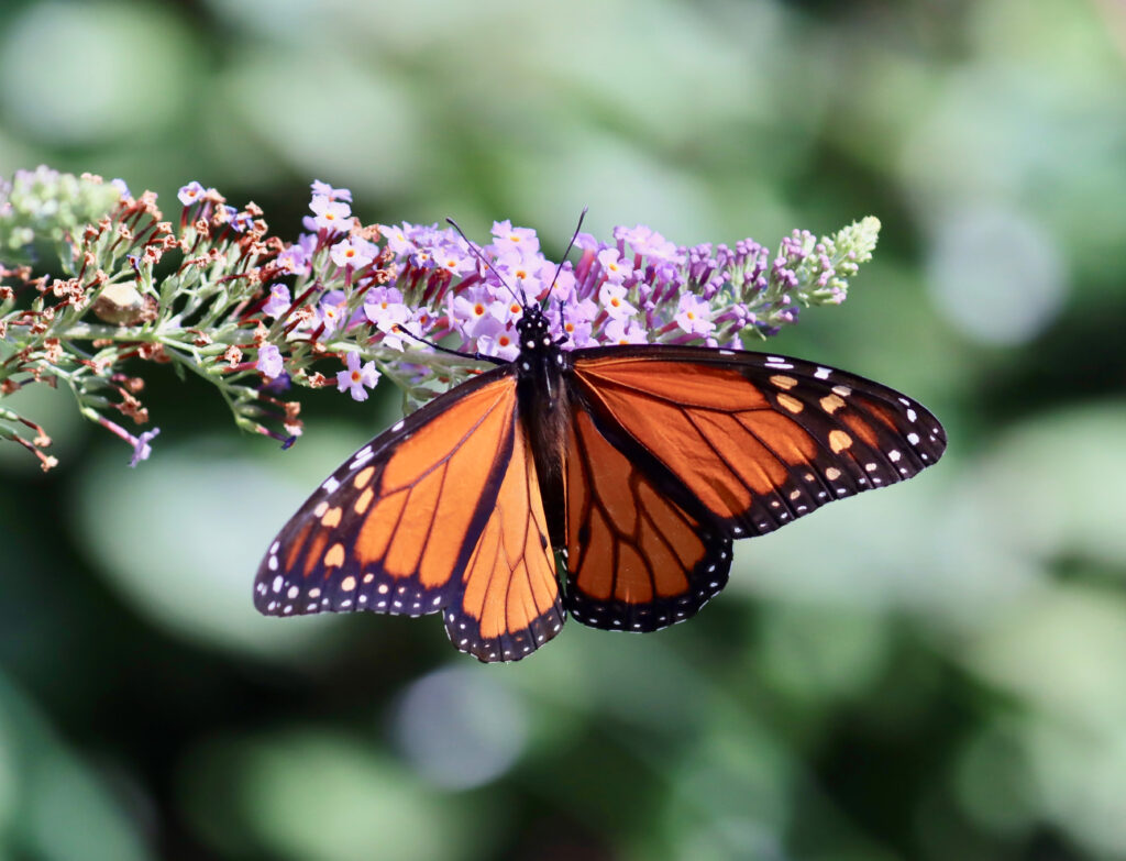 Monarch Butterfly on flower. Attending the Romanacing the Monarch Butterfly Festival in Granbury TX each fall is a great way to observe the monarchs on their migration.