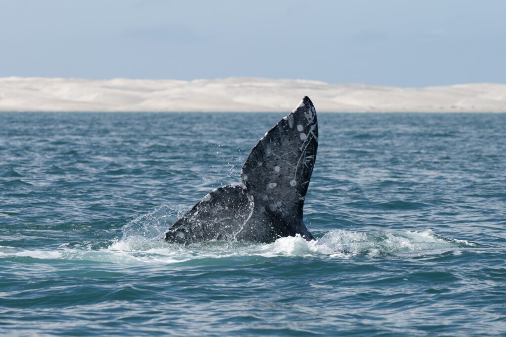 Gray Whale fluke with water splash, Oregon Coast Whale Watching