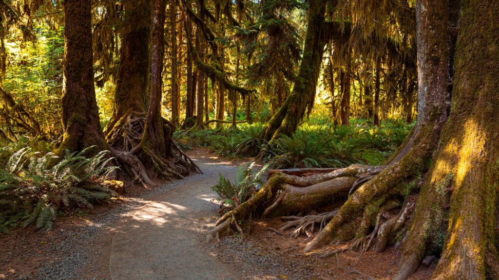 On one of the best Olympic National Park hikes, you'll discover the Hall of Mosses Trail through the Hoh Rainforest, full of draping trees, roots, and moss.