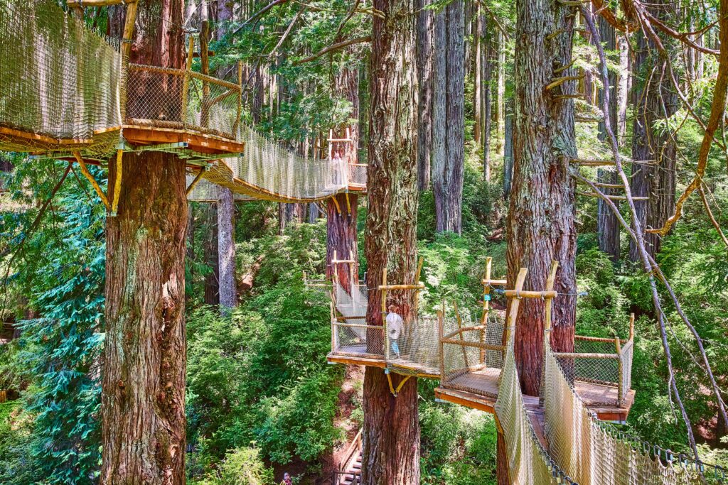 The Redwood Canopy Walk at the Trees of Mystery with platforms and suspension bridges in Klamath CA