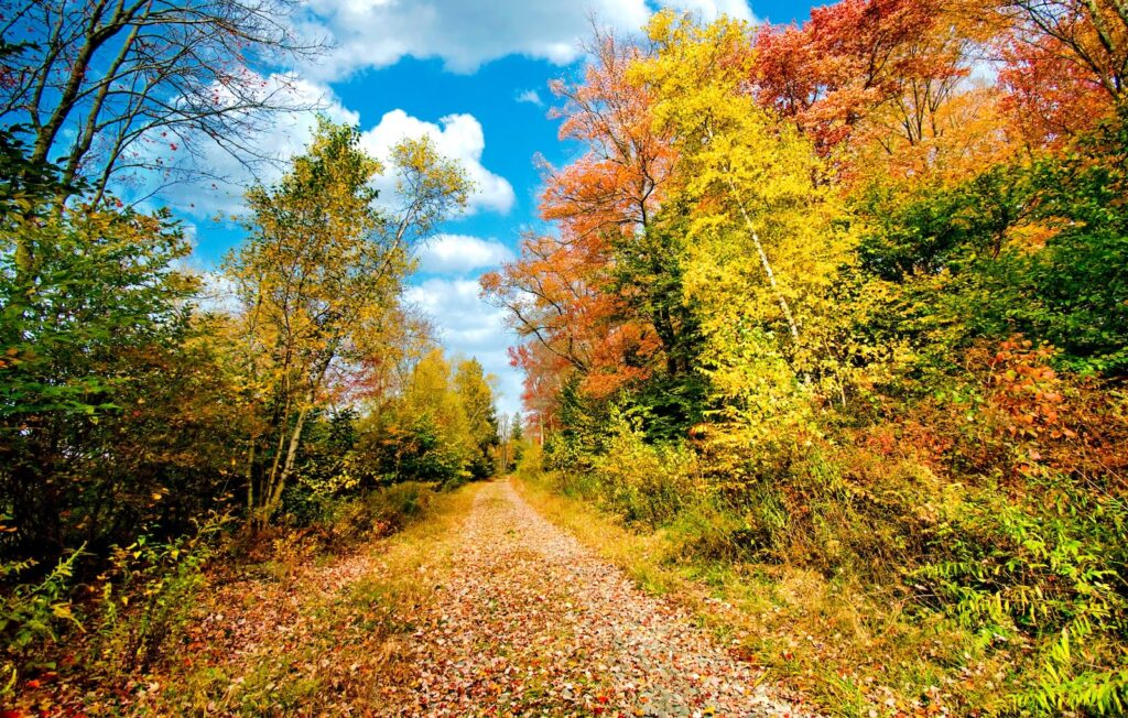 There are stunning forests in the central area of the state, and they are the best places to see fall foliage in Pennsylvania, shades of yellow, red, and orange line a beautiful trail