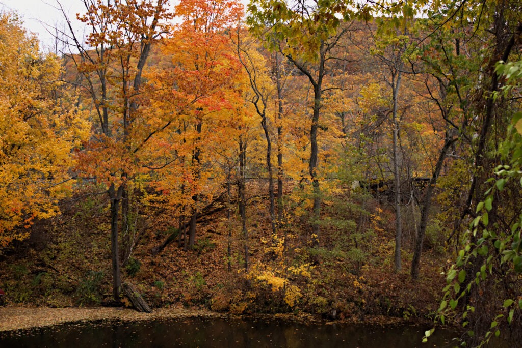 Fall Foliage along Connecticut River, hiking near Brattleboro VT