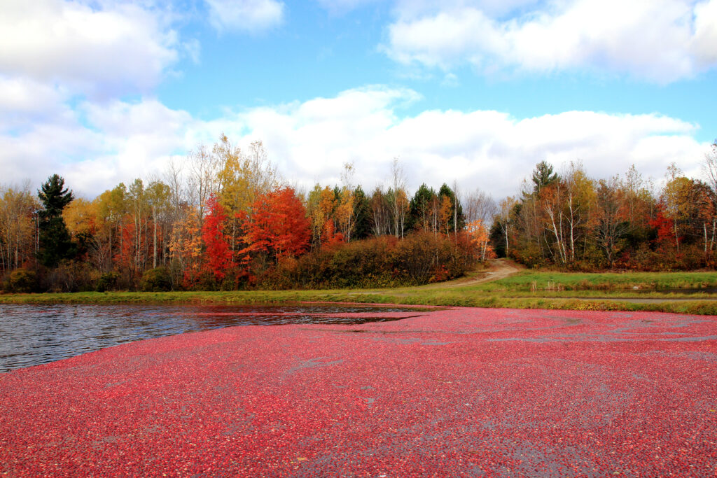 Cranberry harvest on bog near the Bandon Cranberry Festival on the S. Oregon Coast.
