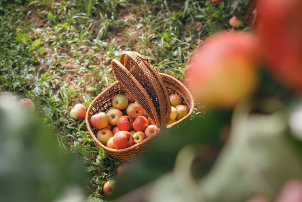 Apple picking basket filled with fresh red apples in an orchard