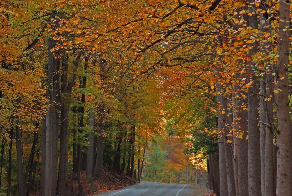 Scenic drives through a tunnel of orange and gold fall foliage