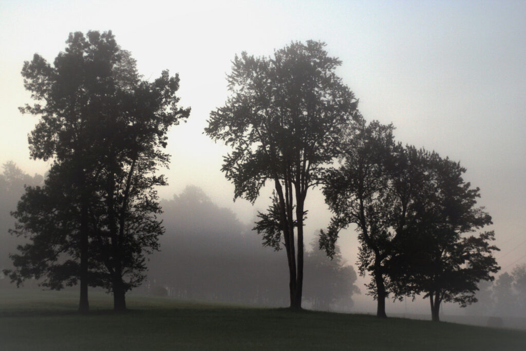 Foggy Morning in the trees around Maple Hill Manor. Spooky season has guests wondering, "Is Maple Hill Manor Haunted?"